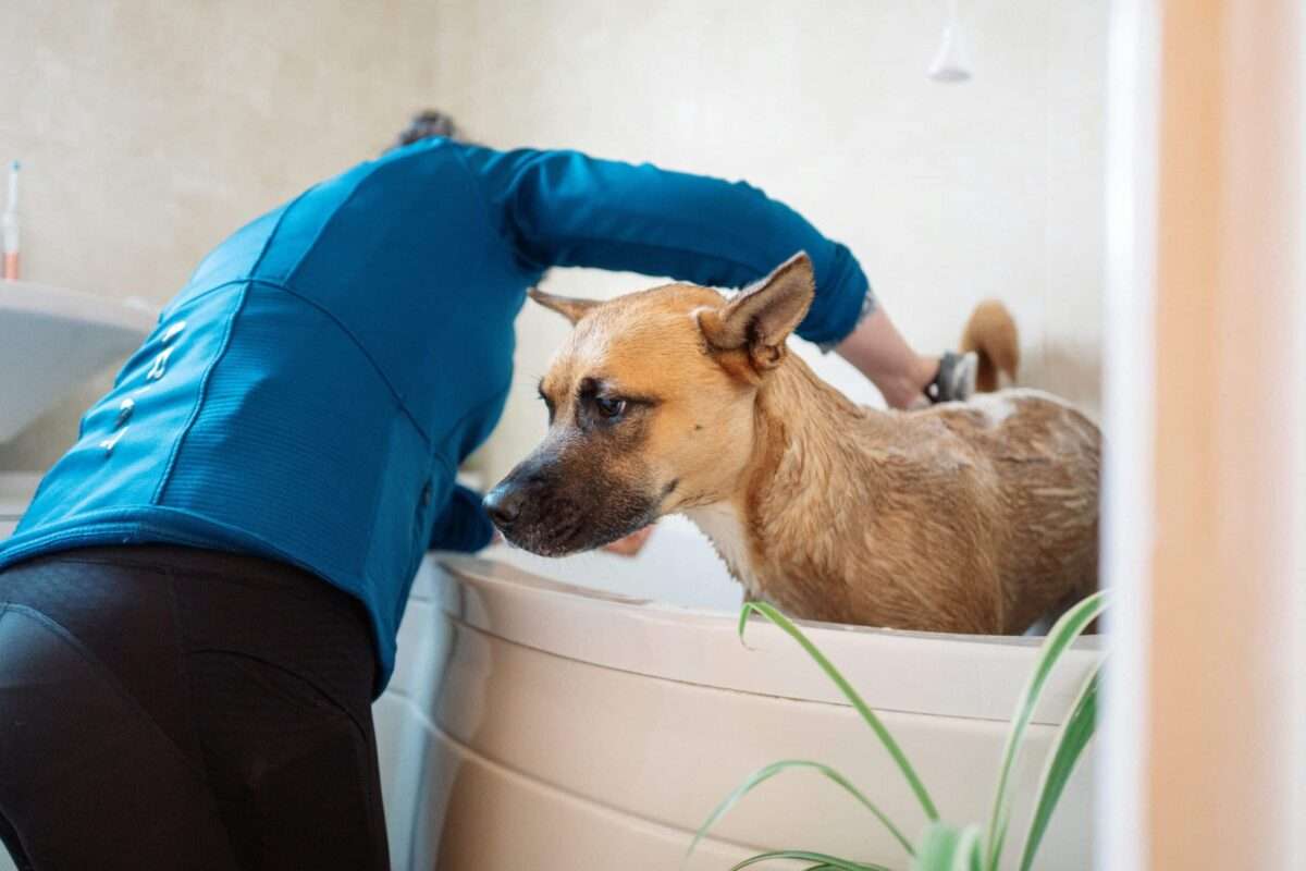 Dog being bathed in a dedicated pet washing station, illustrating a practical pet-friendly feature for a luxury custom home.
